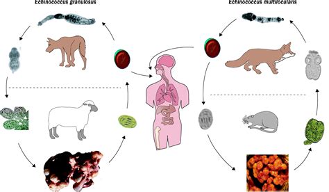 Echinococcus Life Cycle