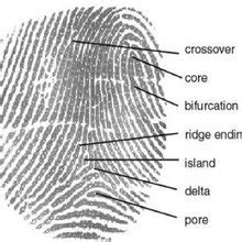 a Minutiae extraction, b core and delta points, c minutiae points after ...