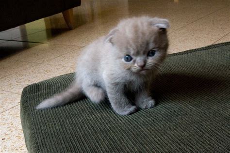 File:Scottish Fold Kitten.jpg - Wikimedia Commons