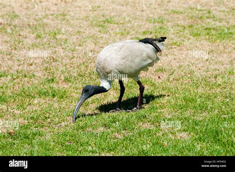 Ibis Bird - Sydney - Australia Stock Photo - Alamy