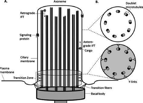 Diagram of the structure of the Primary Cilium. A. Schematic of the ...