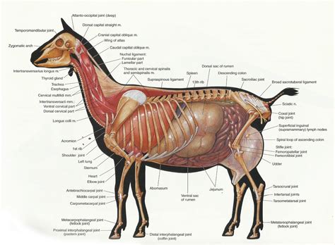 I hope this will be of some help to yall. I love anatomy books and I ...