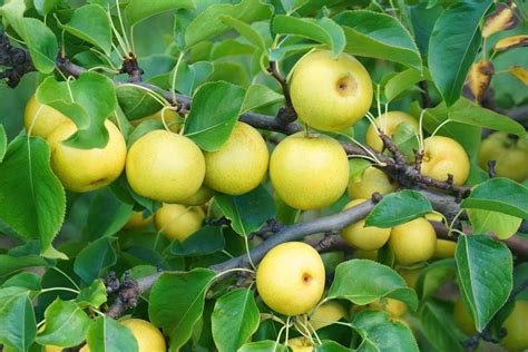 Pear Tree Guides, Tips, and Information | Gardener's Path