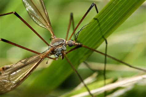 One species a day: Crane fly