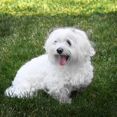 Maltese Full Grown Size - Bleumoonproductions