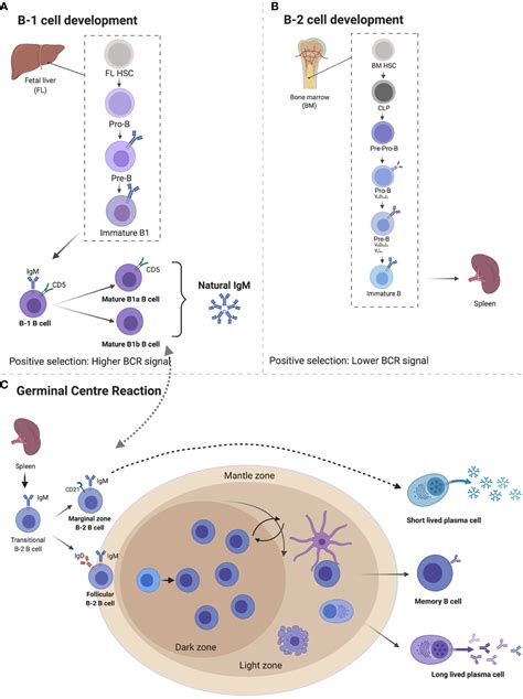 Frontiers | Immunoglobulin M in Health and Diseases: How Far Have We Come and What Next?