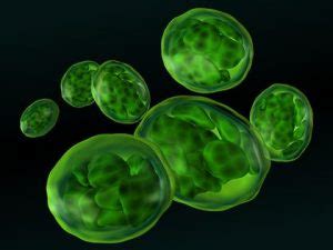 Ultra Structure of Chloroplast in Algae : Plantlet