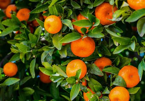 How to Grow Mandarin - Tangerine -- Harvest to Table