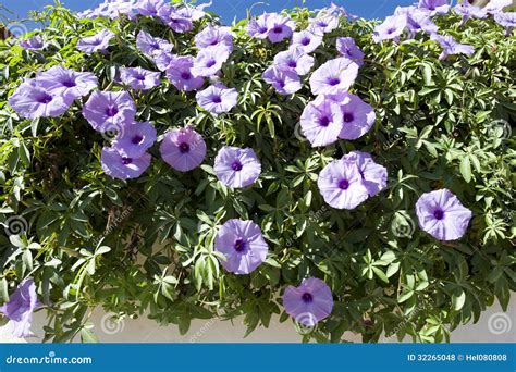 Violett creeping Flowers stock photo. Image of bloom - 32265048