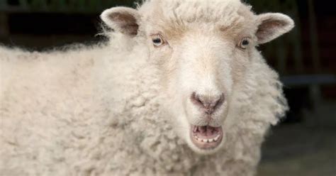 Mutant sheep found to have MOUTH growing in its ear - complete with teeth and swallow reflex ...