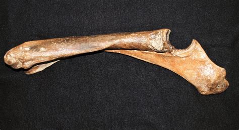 Steppebison (Bison priscus) - Radius-ulna - length 51 cm - Catawiki