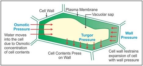 4 Huge Difference between Turgor Pressure and Wall Pressure with Table ...