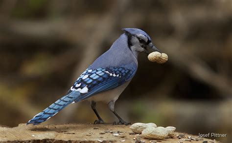 "Feeding the Blue Jays" by Josef Pittner | Redbubble