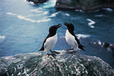 Puffins face uncertain future as climate change hits habitats - CGTN