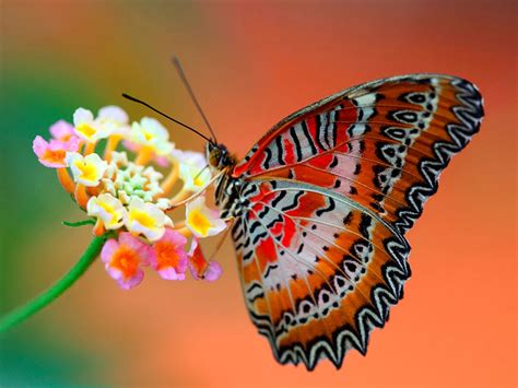 wallpapers: Butterfly Desktop Wallpapers