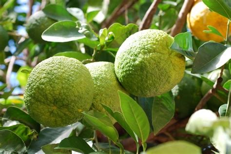 Naranja agria: El fruto ideal en la Península de Yucatán - PorEsto