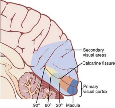 Secondary Visual Cortex