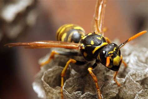 Wasps (Vespula) Archives | Gardener's Path