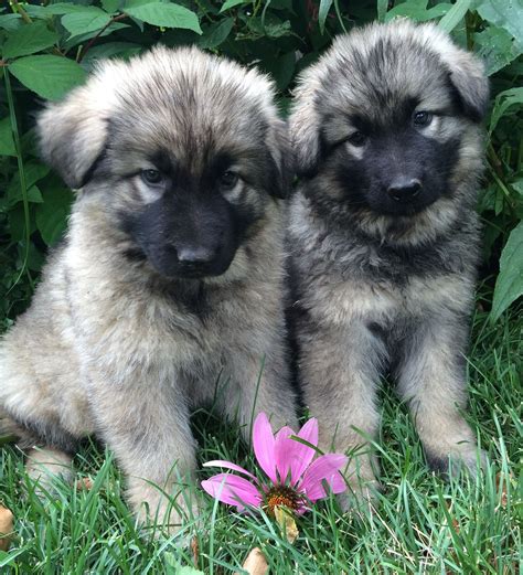 Shiloh Shepherd Puppies For Sale