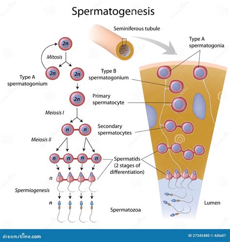 Spermatogeneza Zdjęcie Stock - Obraz: 27345480