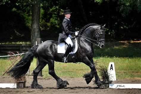 powerful | Friesian horse, Horses, Beautiful horses