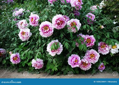 Lush Flowering Bush of Pink Tree Peony Stock Image - Image of color ...