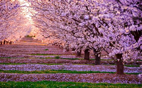 Blossom Nature Pink Flowers Trees, HD Nature, 4k Wallpapers, Images, Backgrounds, Photos and ...