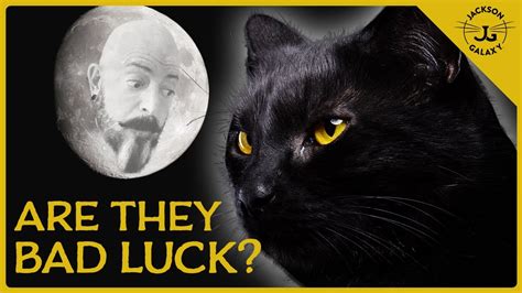 Shocking Black Cat Myths & Superstitions Explained! - YouTube