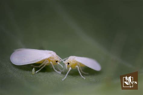 8 Whitefly Damage Symptoms: Signs To Look Out For - Evergreen Seeds