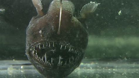 What Is an Anglerfish? - Earthpedia - Earth.com