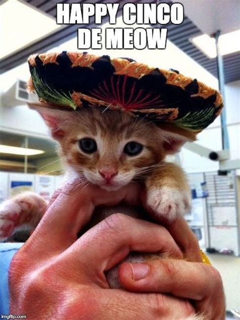 Happy Cinco De Mayo | Cute cats, Cute animal pictures, Kittens cutest