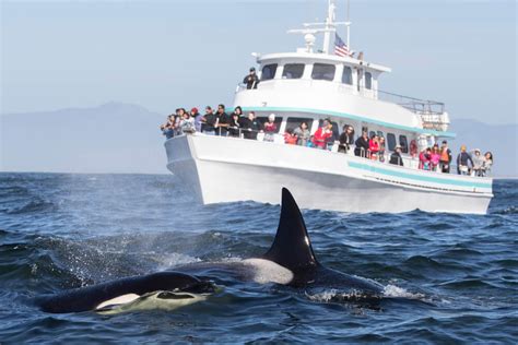 Whale Watching in the San Juan Islands | Northwest Island Escapes