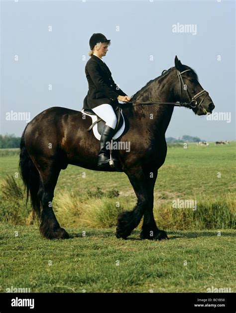 woman riding on Friesian horse Stock Photo - Alamy