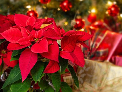 The Poinsettia is the Christmas Flower - Perishable News