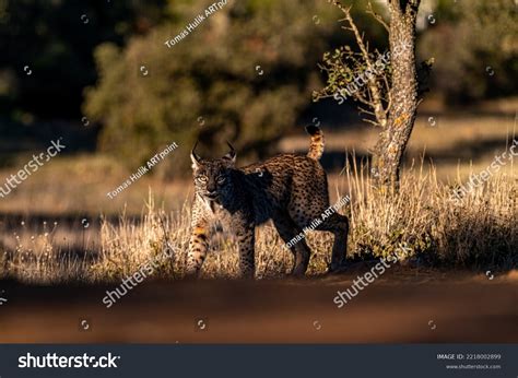 Very Rare Endangered Iberian Lynx Lince Stock Photo 2218002899 | Shutterstock