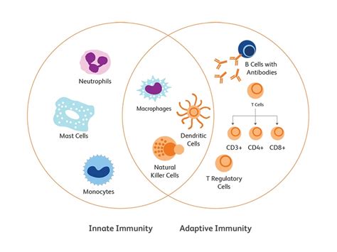 Innate Immunity Diagram