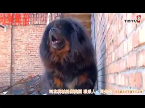 Tibetan mastiff barking/ Mastín Tibetano Ladrando - YouTube