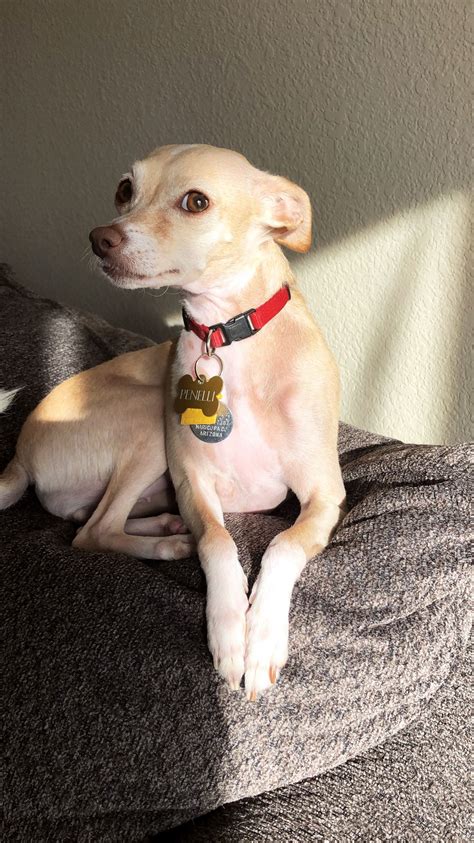 Chihuahua Italian Greyhound Mix