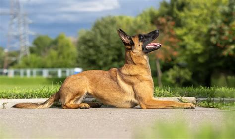 Belgian Malinois Breed: Characteristics, Care & Photos | BeChewy