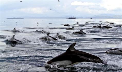 Atlantic White-sided Dolphin – "OCEAN TREASURES" Memorial Library