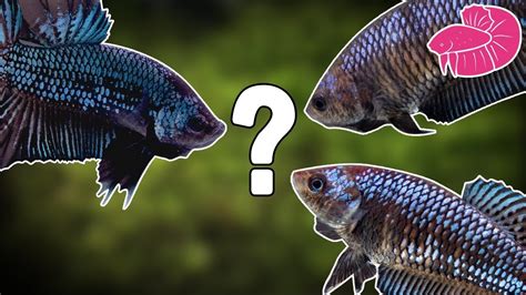 Betta Breeding - Choosing a Pair! (Which Would You Pick?) - YouTube