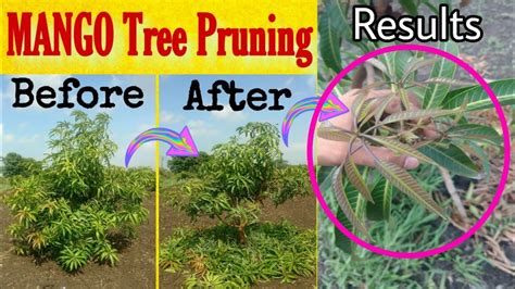 Mango Tree Pruning/Cutting | आम के पौधों में कटाई-छटाई का परिणाम | Results Of Mango Tree Pruning ...