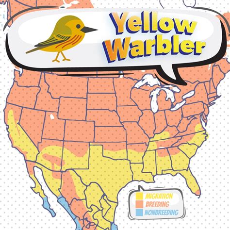 Yellow Warbler - Bird Watching Academy