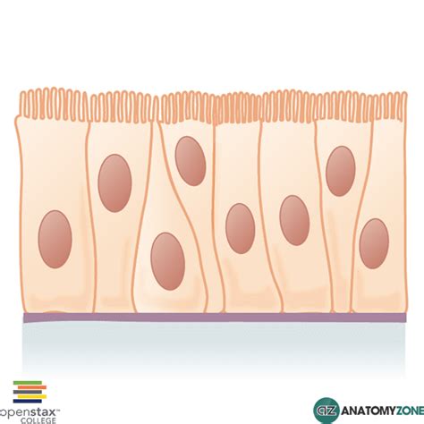 Pseudostratified Columnar Epithelium - AnatomyZone