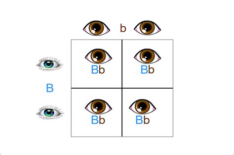 Punnett Square Calculator Eye Color