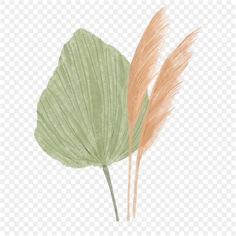 Dried Pampas Hd Transparent, Watercolor Pampas Grass With Dried Fan ...