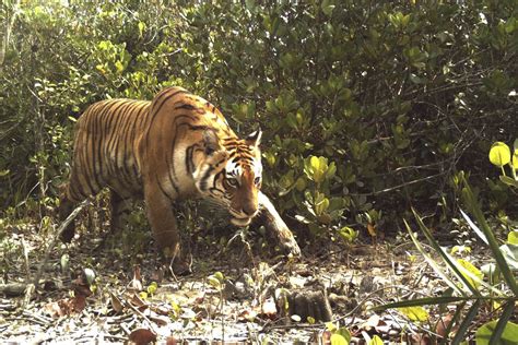 Discover Top Things To Do in Sundarbans - Travel Guide