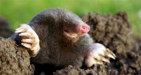 Garden Pests: Moles and Voles - Farmers' Almanac - Plan Your Day. Grow Your Life.