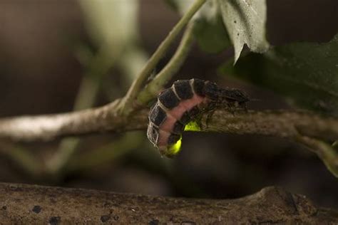 Lampyris noctiluca | Glow worm, Firefly images, Animal facts