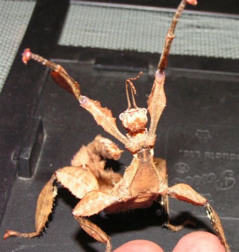 Australian Giant Stick Insect by Buggled on DeviantArt